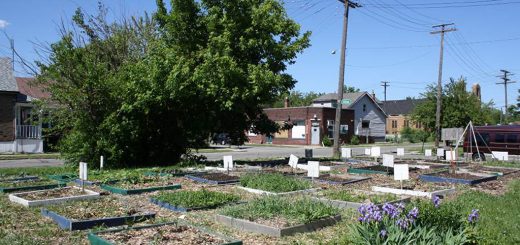 Figure 3. Jardin communautaire du Georgia Street Community Collective (East Side, Detroit, MI). Source: F. Paddeu, 2013.